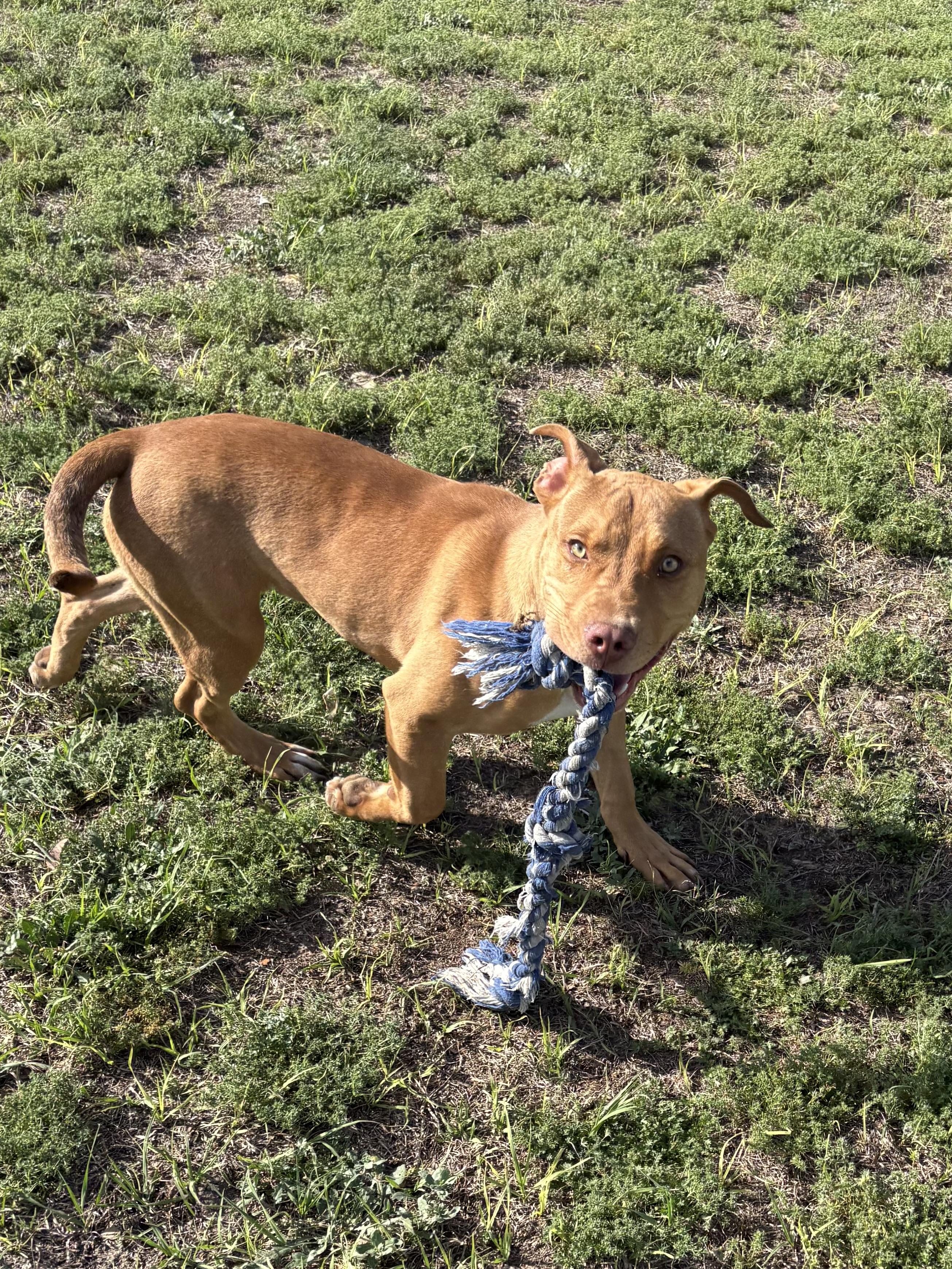 Enlarge Hot Dog, a ADOPTABLE mixed breed in Valdosta, GA image 3/5