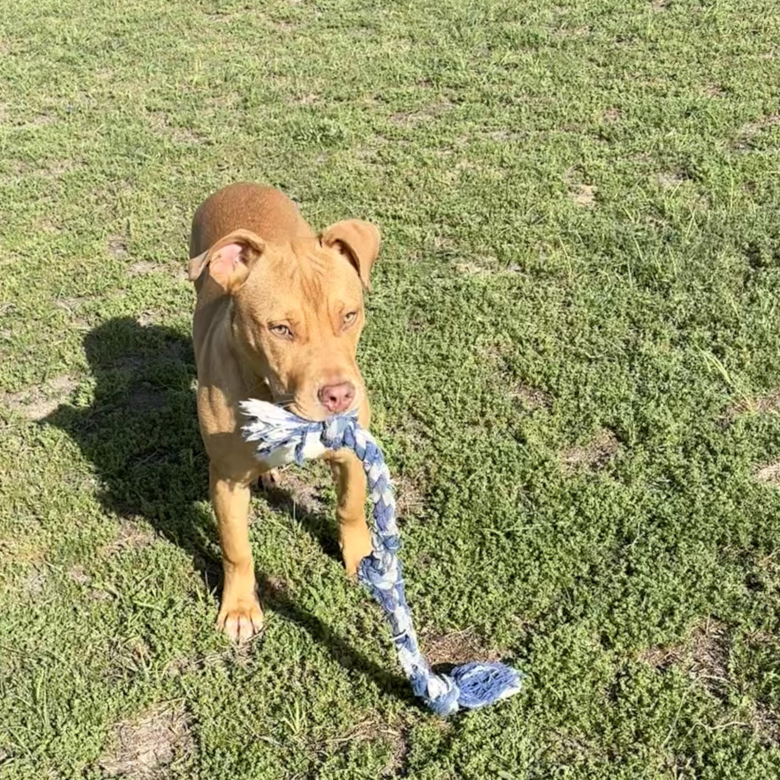 Enlarge Hot Dog, a ADOPTABLE mixed breed in Valdosta, GA image 4/5