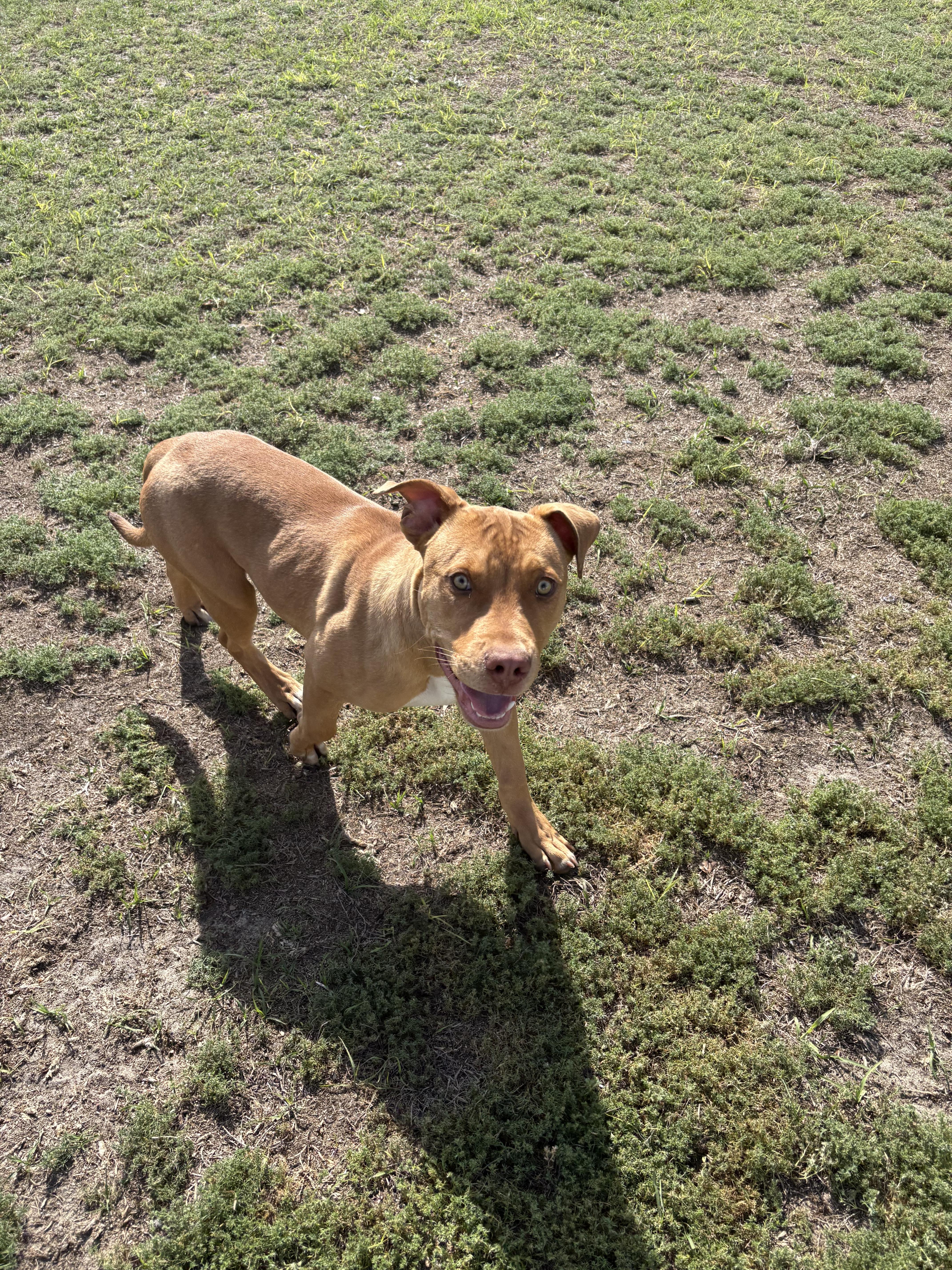 Enlarge Hot Dog, a ADOPTABLE mixed breed in Valdosta, GA image 5/5