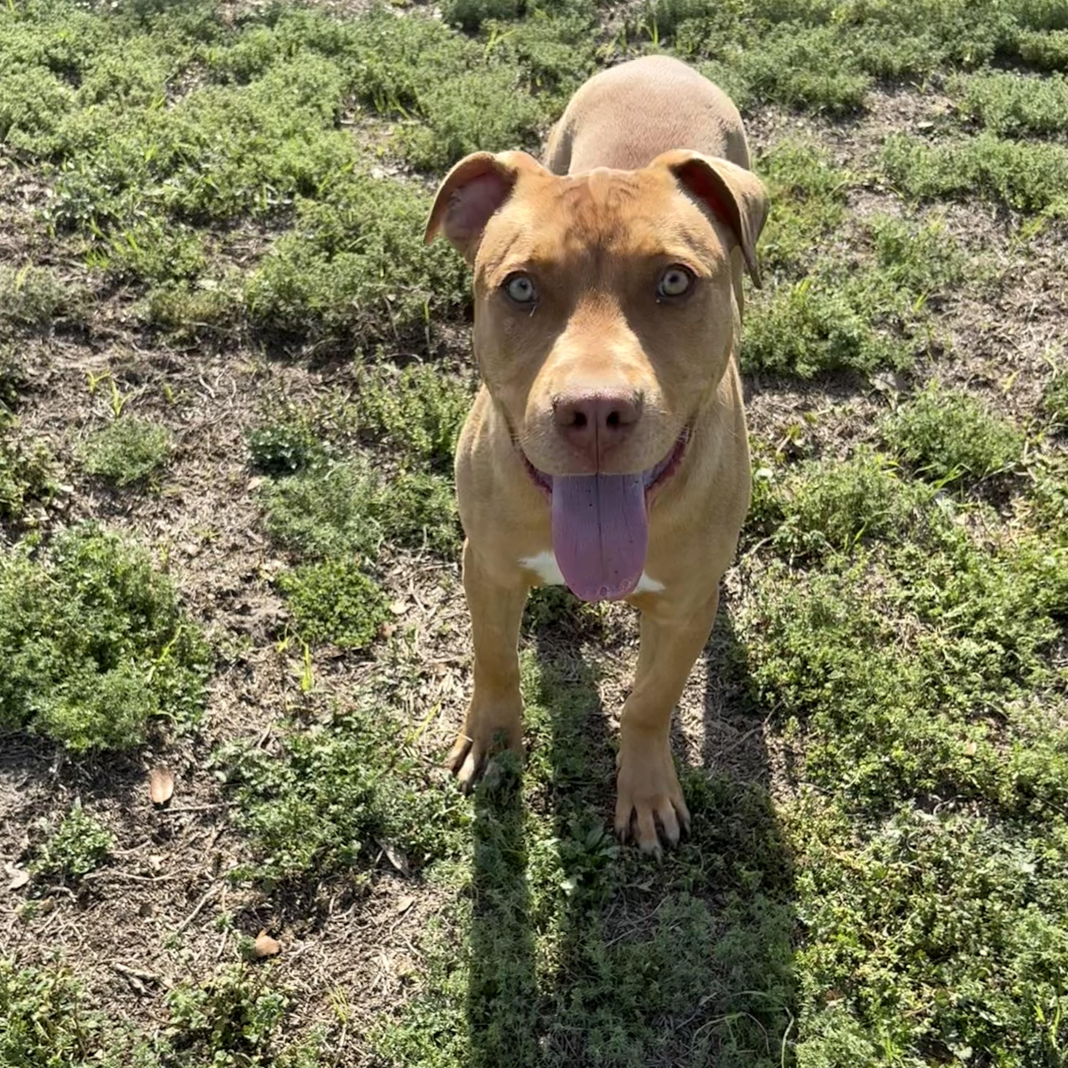 Hot Dog, ADOPTABLE, Puppy Male Pit Bull Terrier.