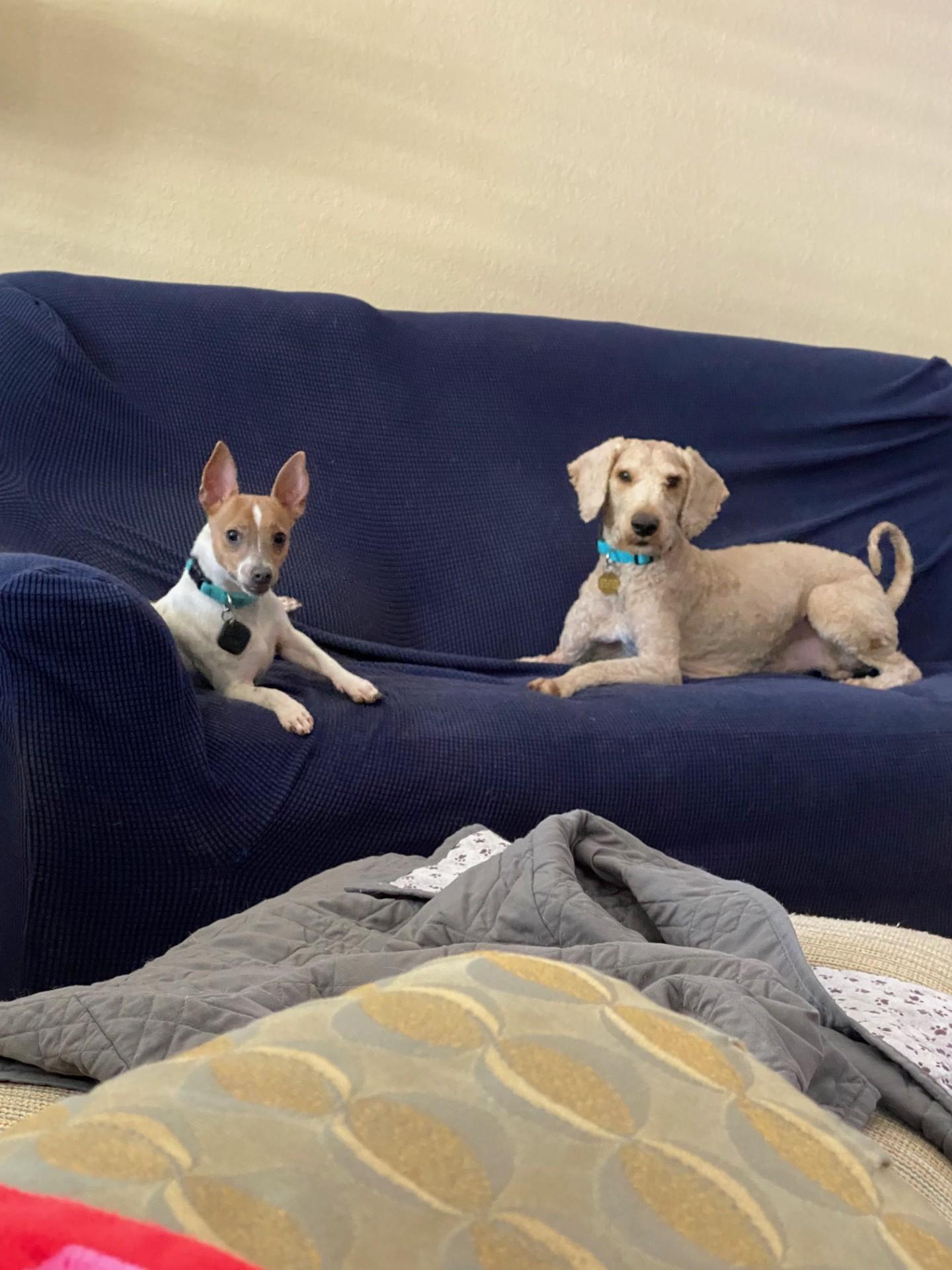 Enlarge Leo, an adopted mixed breed in Houston, TX image 3/5