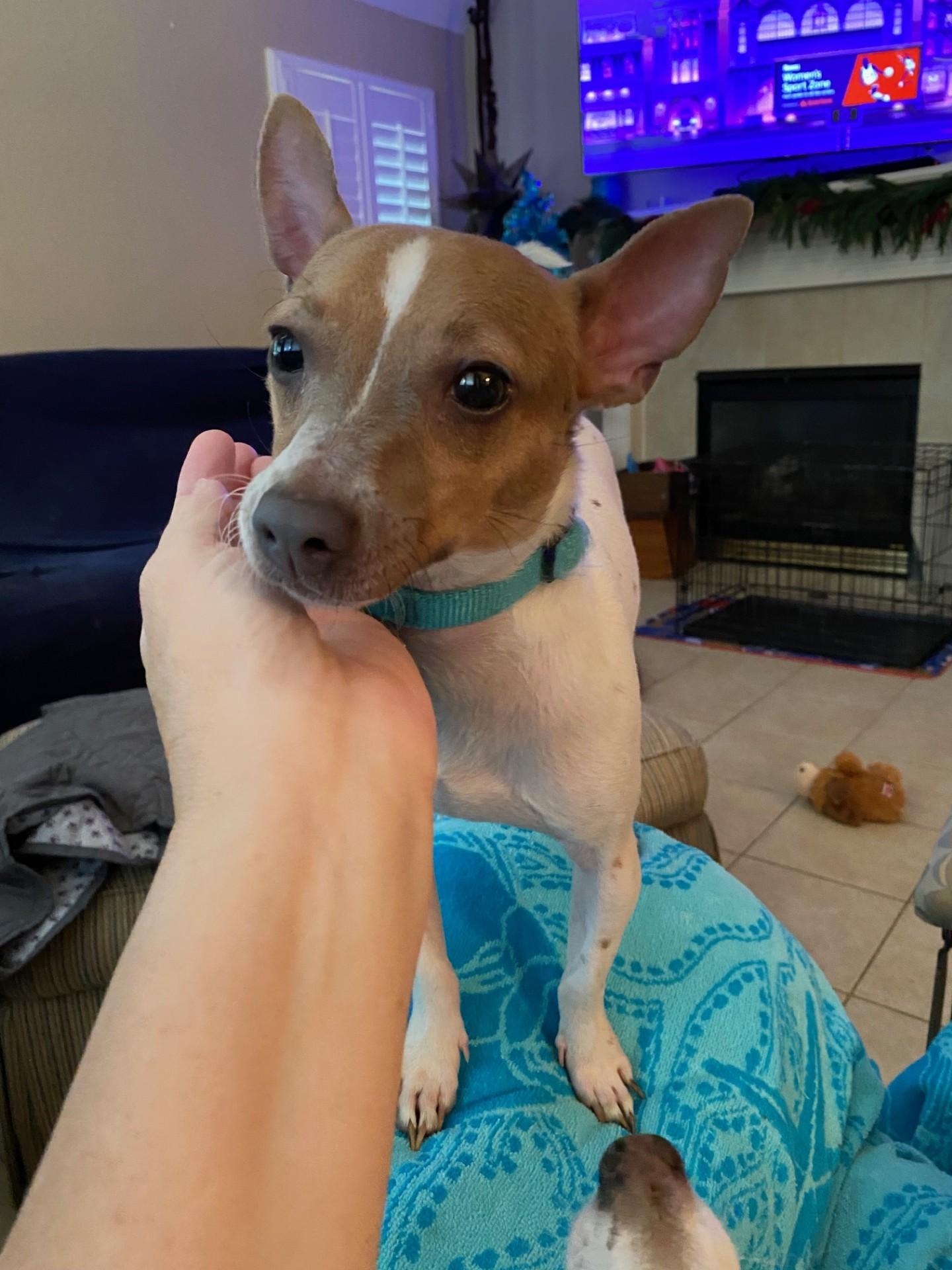 Enlarge Leo, an adopted mixed breed in Houston, TX image 4/5