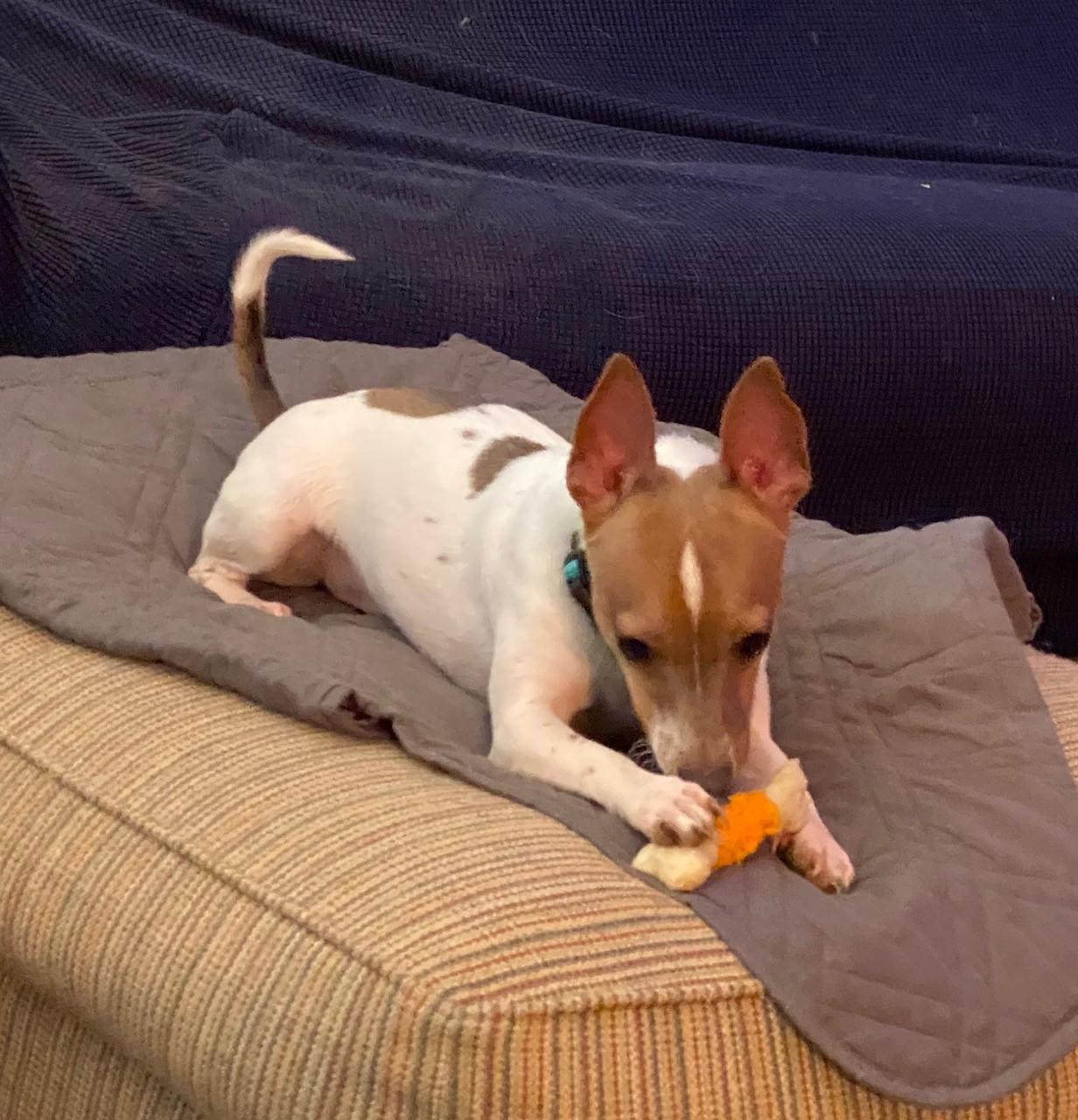 Enlarge Leo, an adopted mixed breed in Houston, TX image 2/5