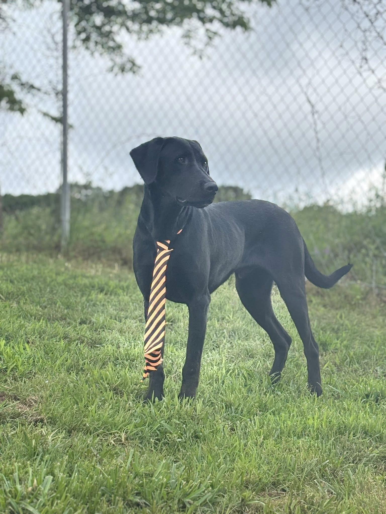 MASON JAMES, Adopted, Adult Male Labrador Retriever.