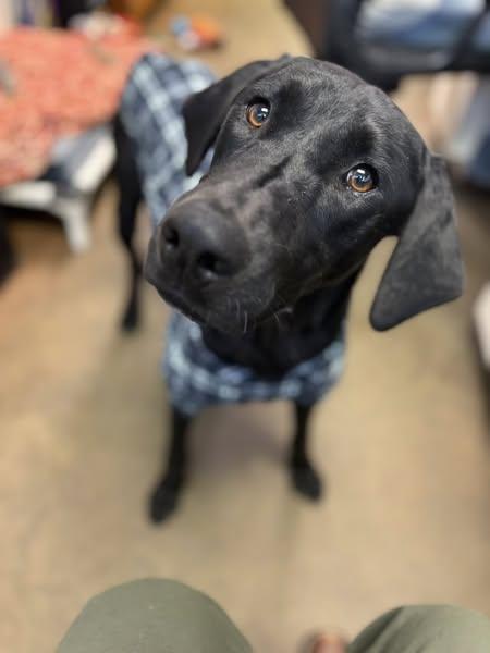 MASON JAMES, a Adopted Labrador Retriever in Cullman, AL image 2/6