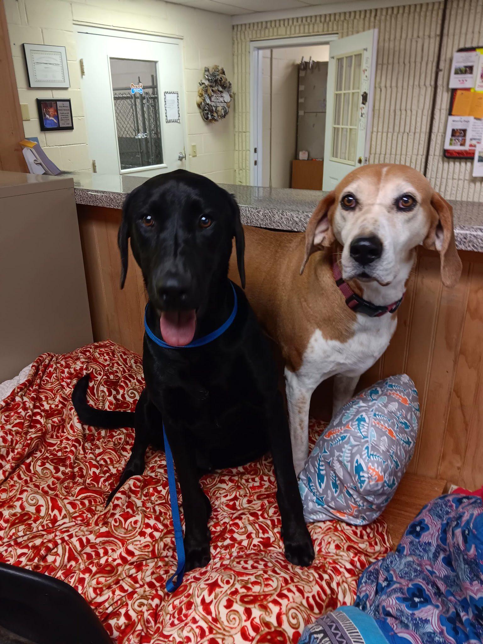 MASON JAMES, a Adopted Labrador Retriever in Cullman, AL image 3/6