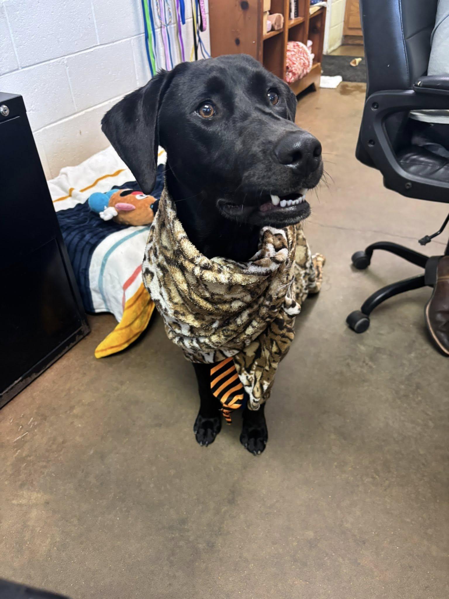 MASON JAMES, a Adopted Labrador Retriever in Cullman, AL image 5/6