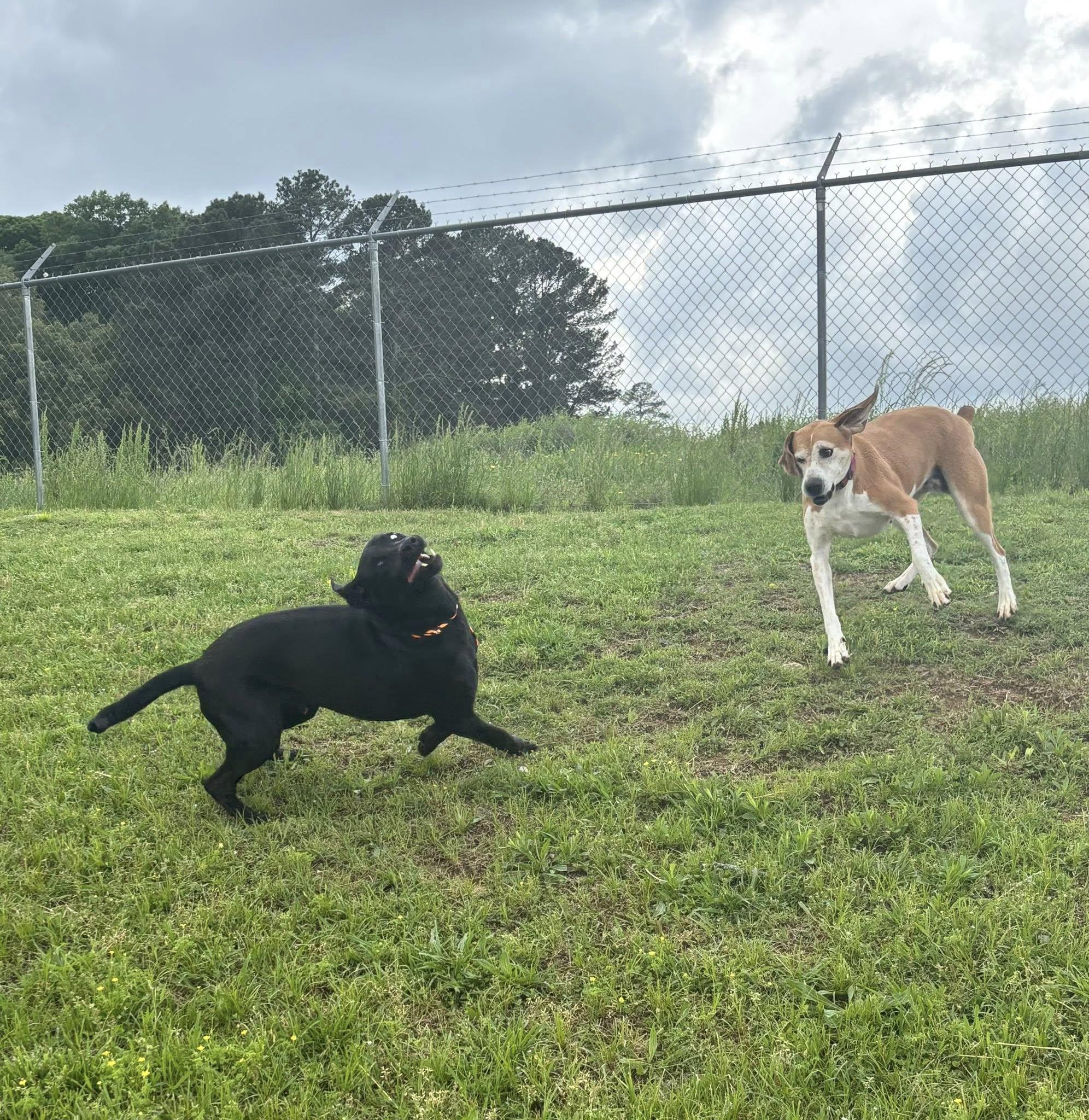 MASON JAMES, a Adopted Labrador Retriever in Cullman, AL image 6/6