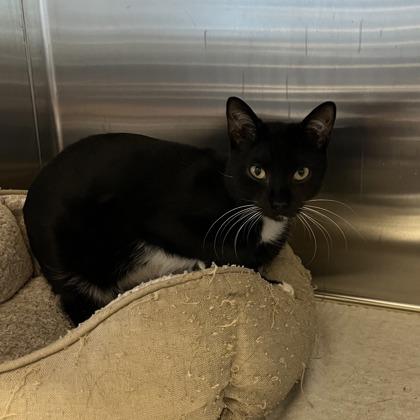 Willis, Adoptable, Young Male Domestic Short Hair & Domestic Short Hair.
