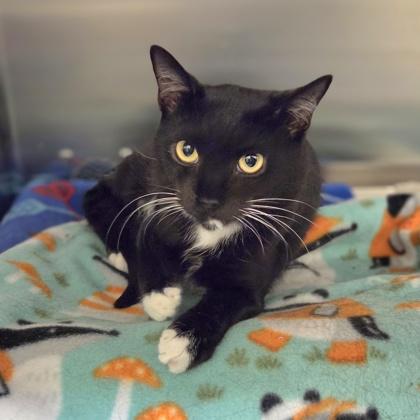 Enlarge Willis, a Adoptable mixed breed in Westland, MI image 3/3