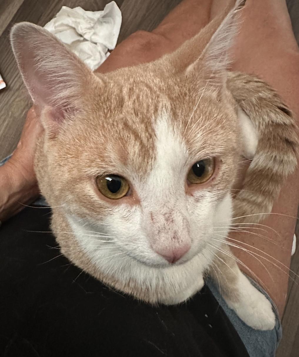 Popsicle ( affectionate & friendly)
