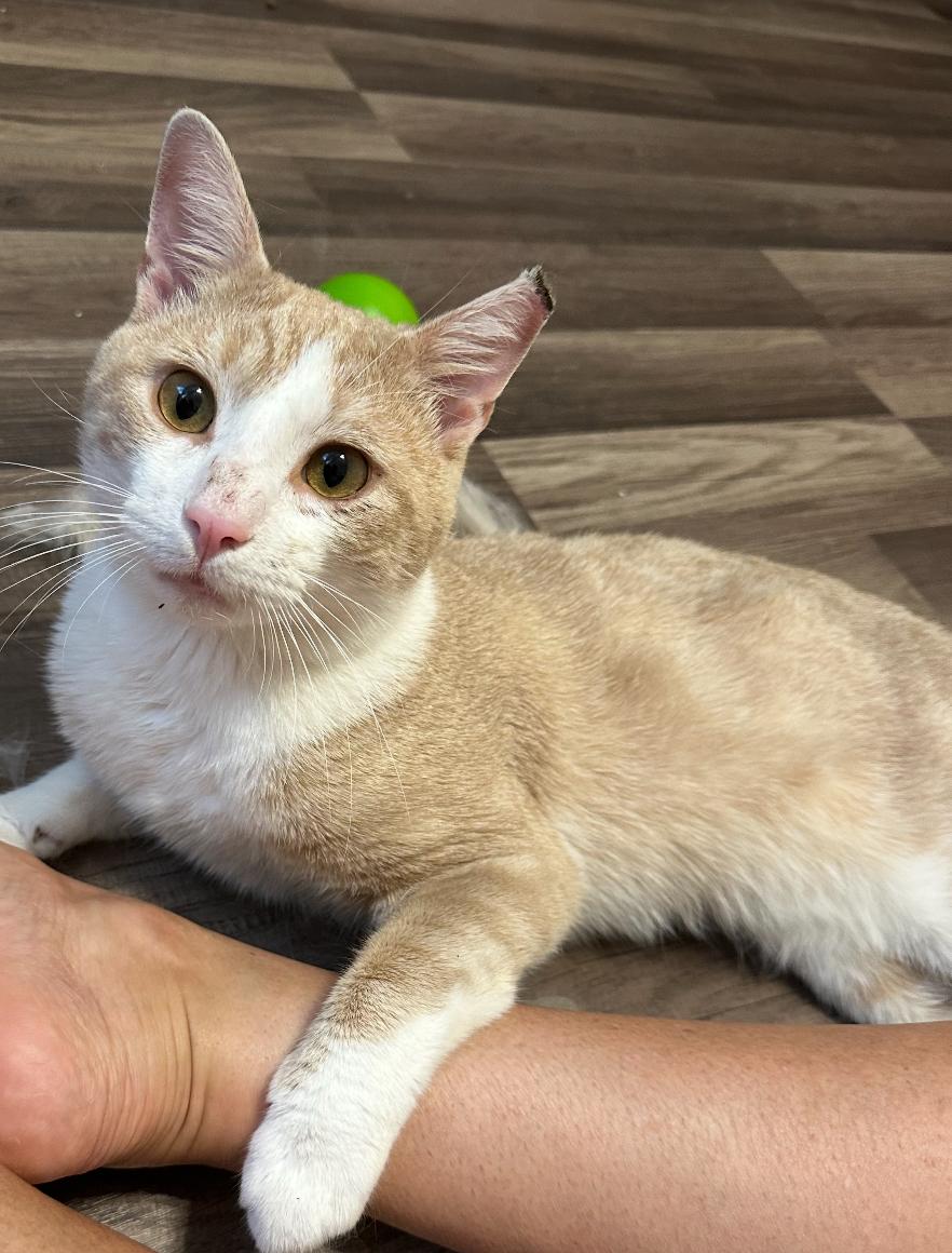 Popsicle ( affectionate & friendly)