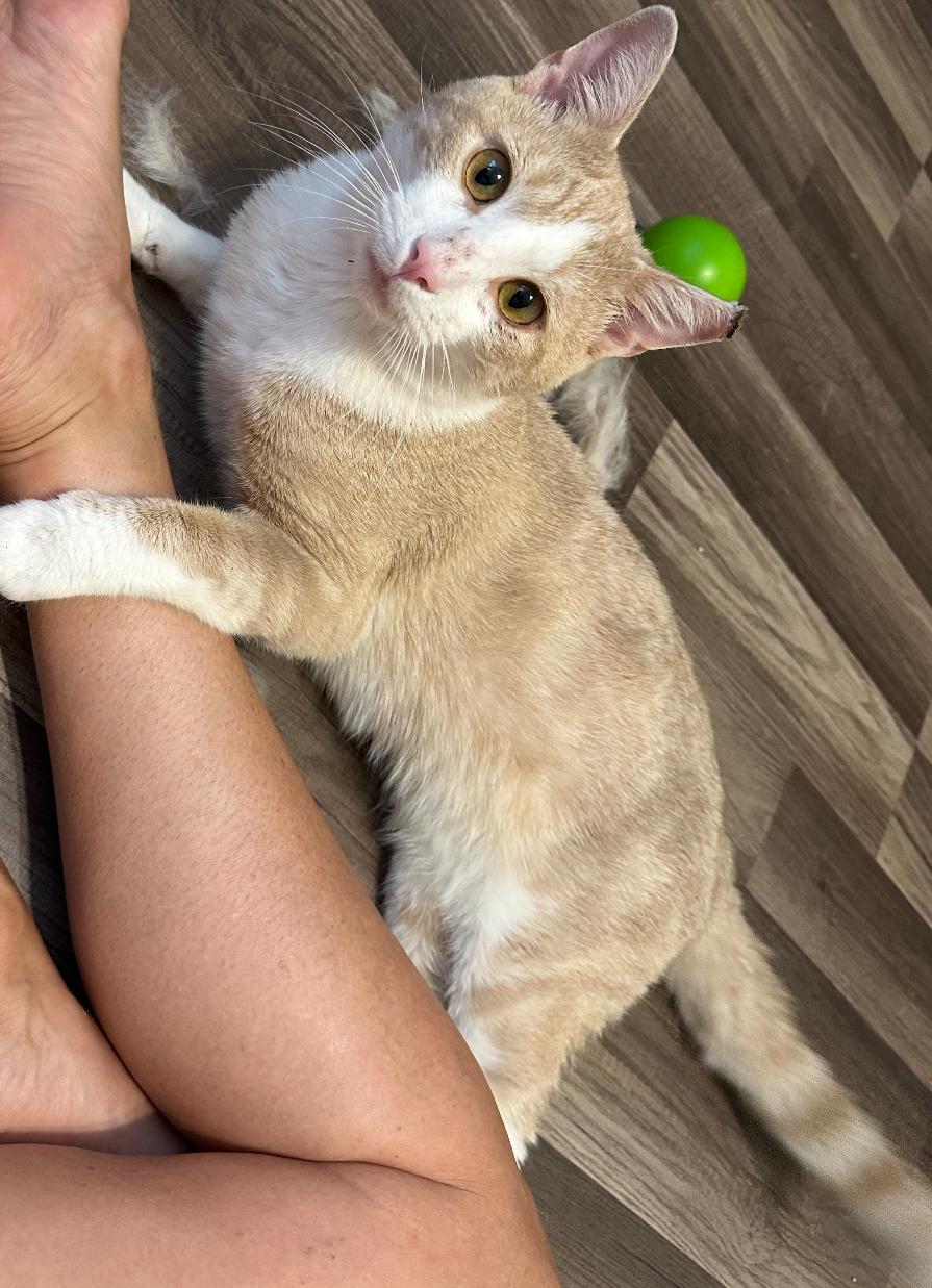 Popsicle ( affectionate & friendly)