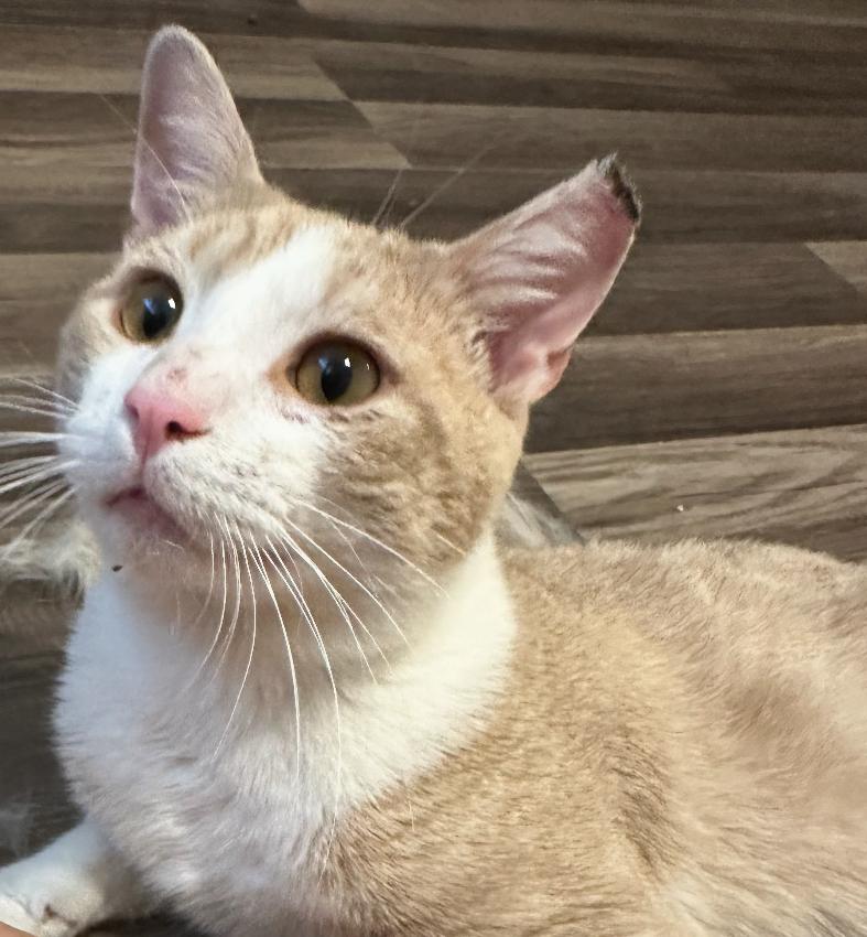 Popsicle ( affectionate & friendly)