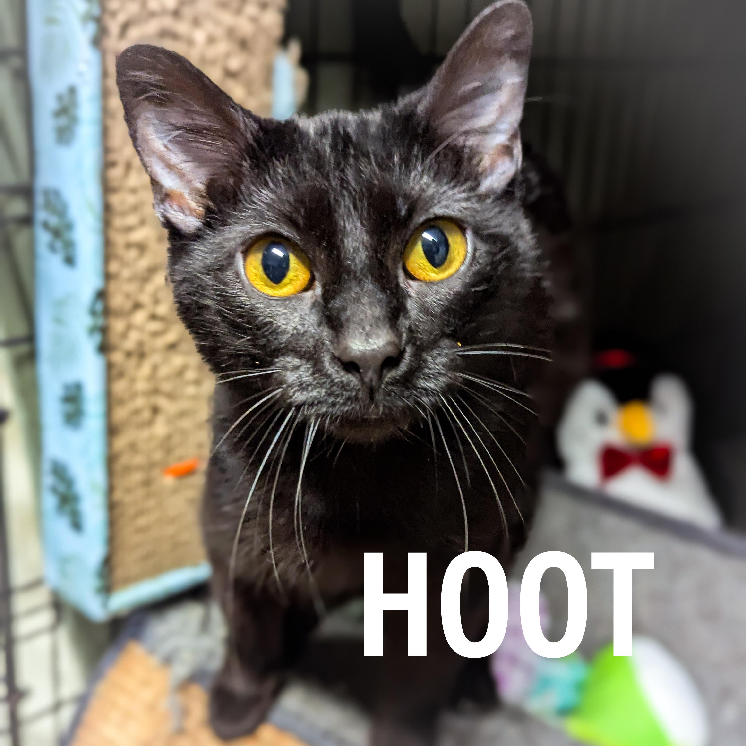 HOOT, adopted, Adult Female Domestic Short Hair & Bombay.