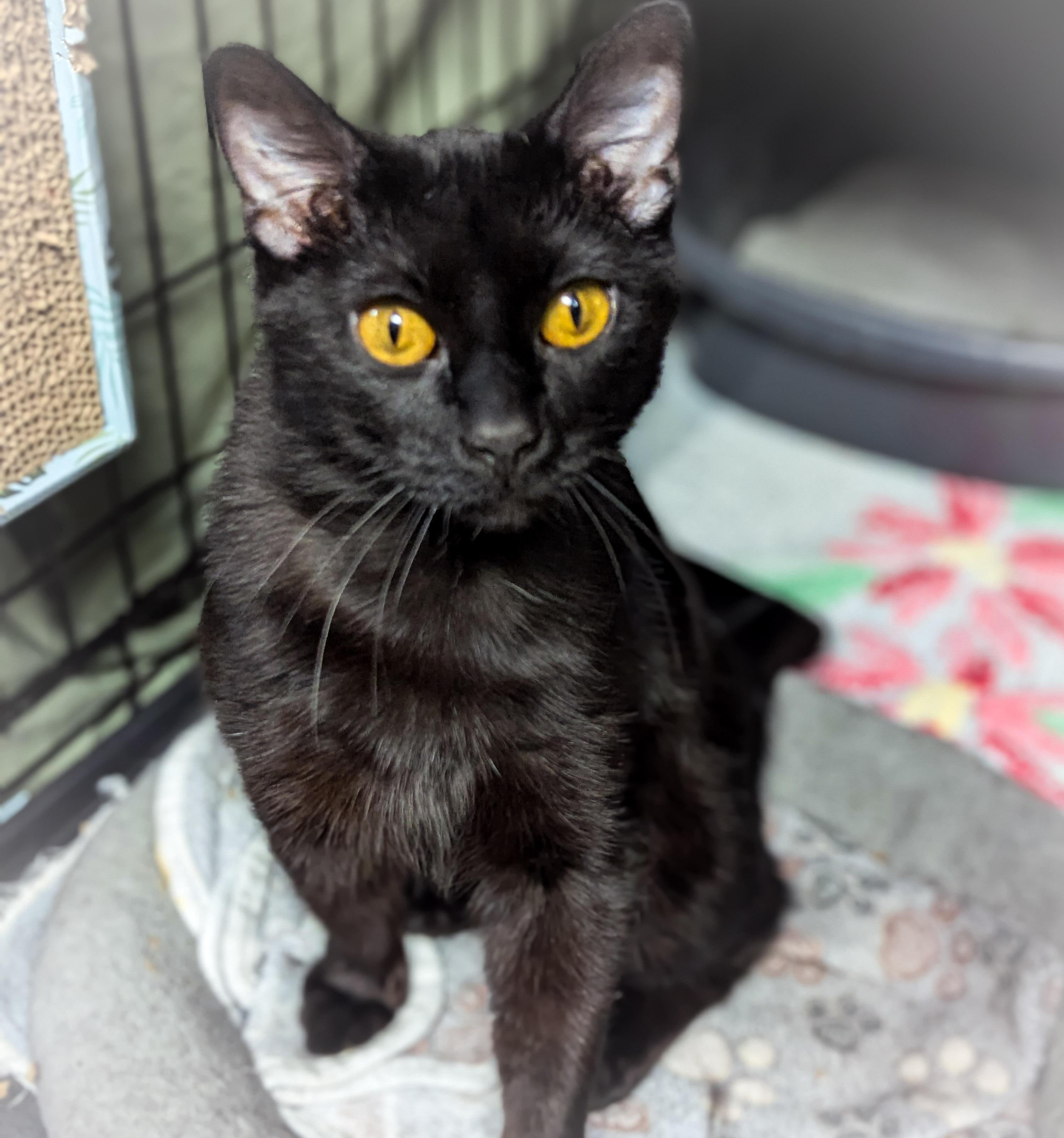 Enlarge HOOT, an adopted mixed breed in Griffith, IN image 4/4