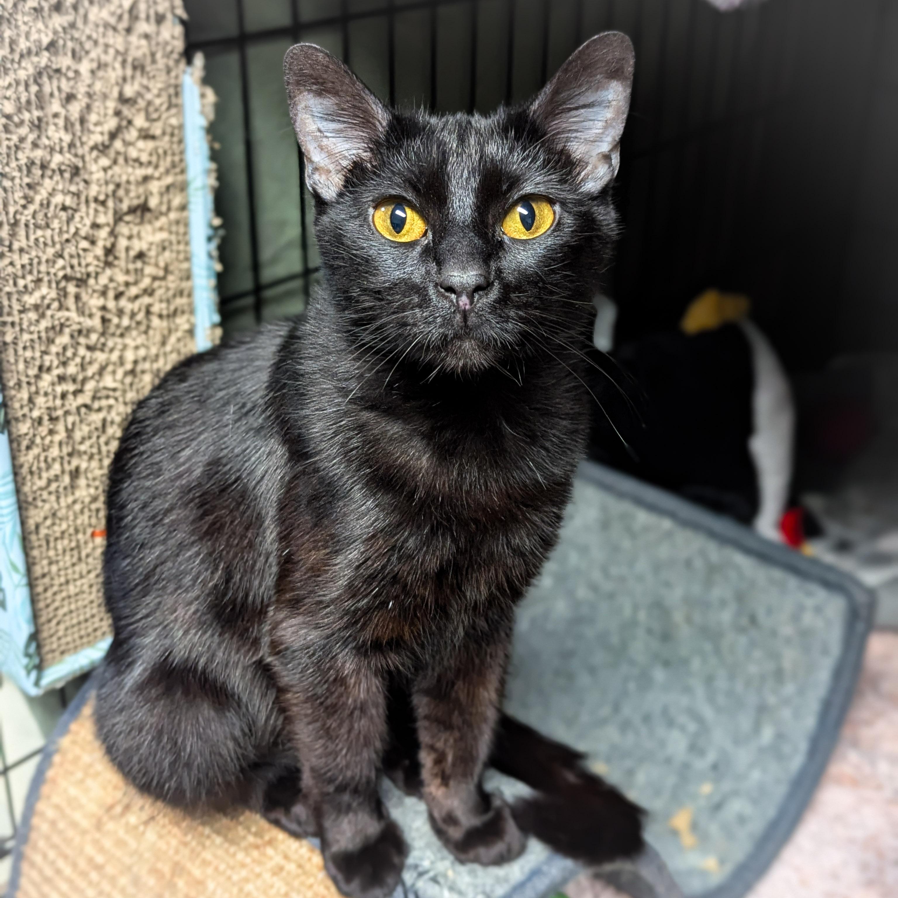 Enlarge HOOT, an adopted mixed breed in Griffith, IN image 2/4