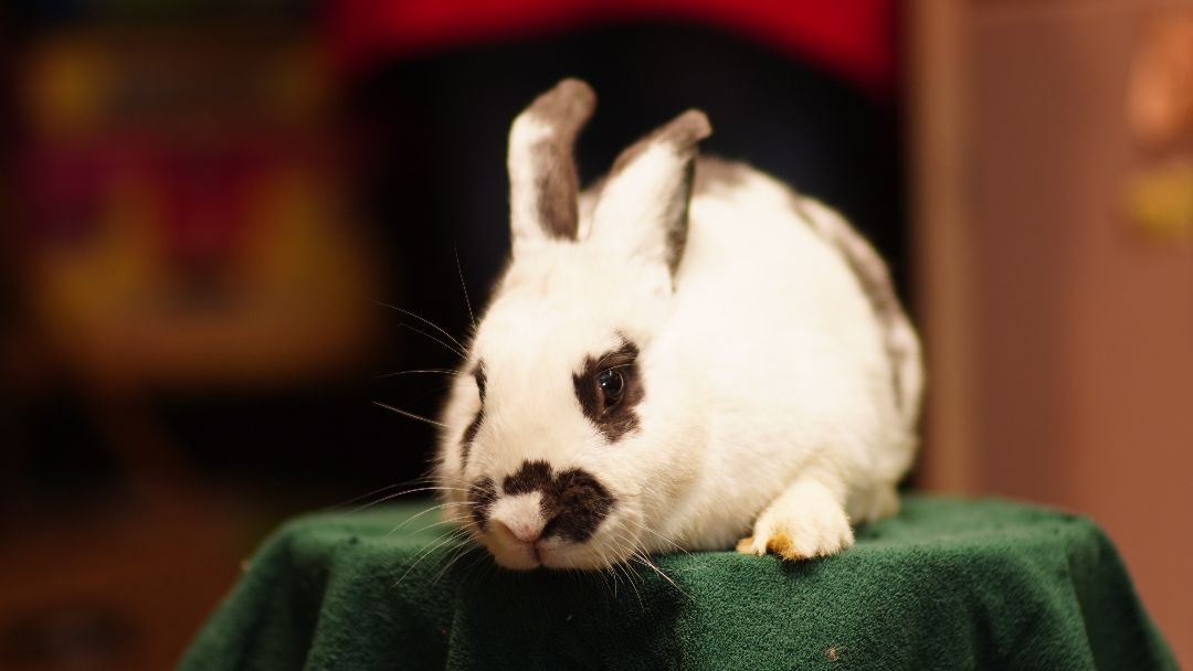 Daisy, a Adopted Bunny Rabbit in Vancouver, BC image 1/4