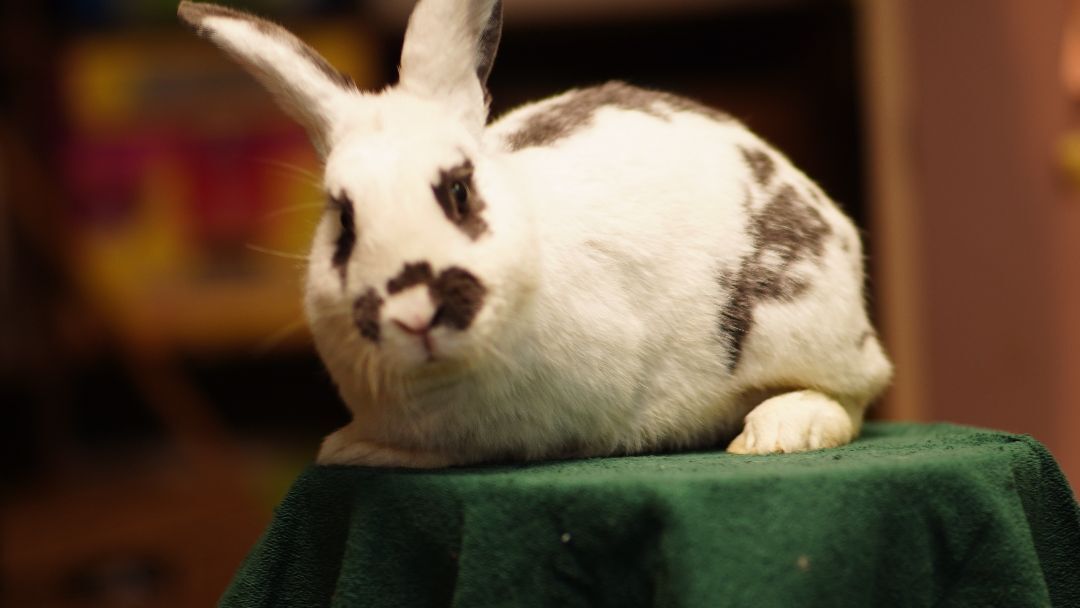 Daisy, a Adopted Bunny Rabbit in Vancouver, BC image 2/4