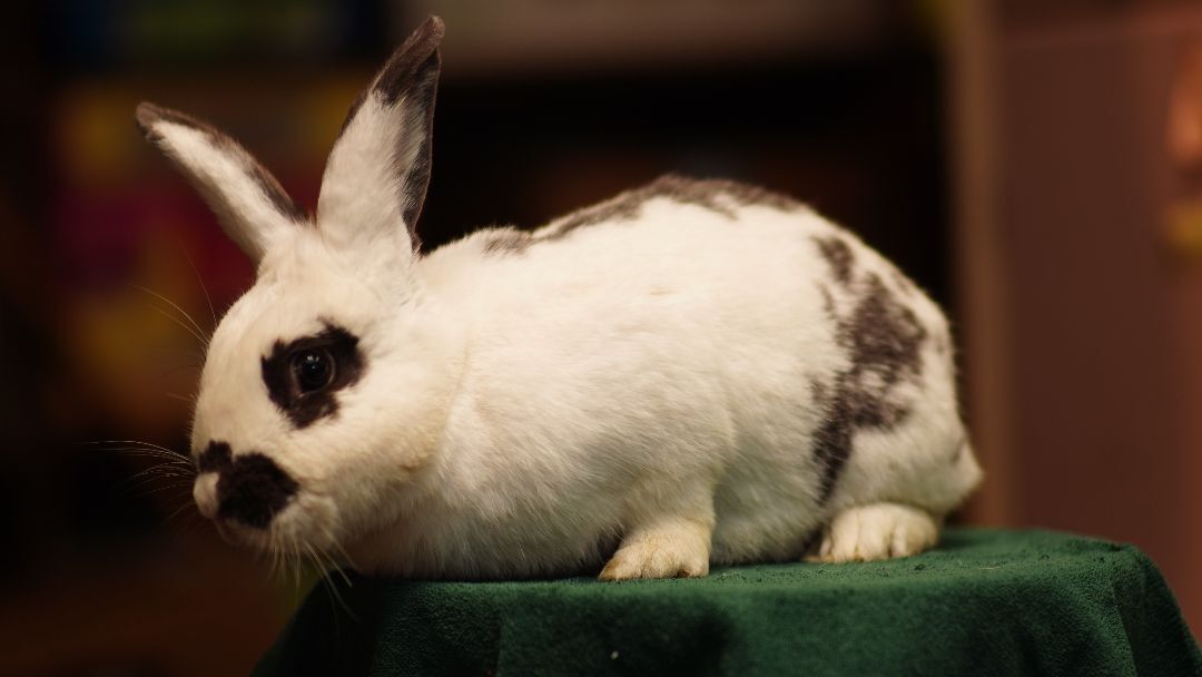 Daisy, a Adopted Bunny Rabbit in Vancouver, BC image 3/4
