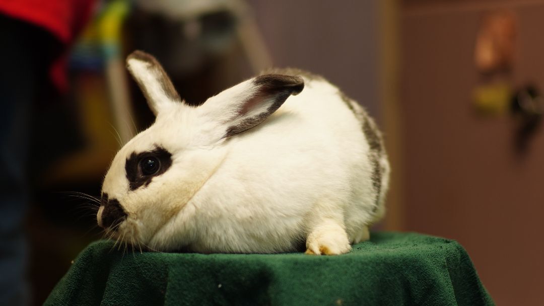 Daisy, a Adopted Bunny Rabbit in Vancouver, BC image 4/4