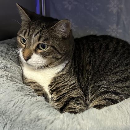 Baby, Adoptable, Adult Male Domestic Short Hair & Domestic Short Hair.