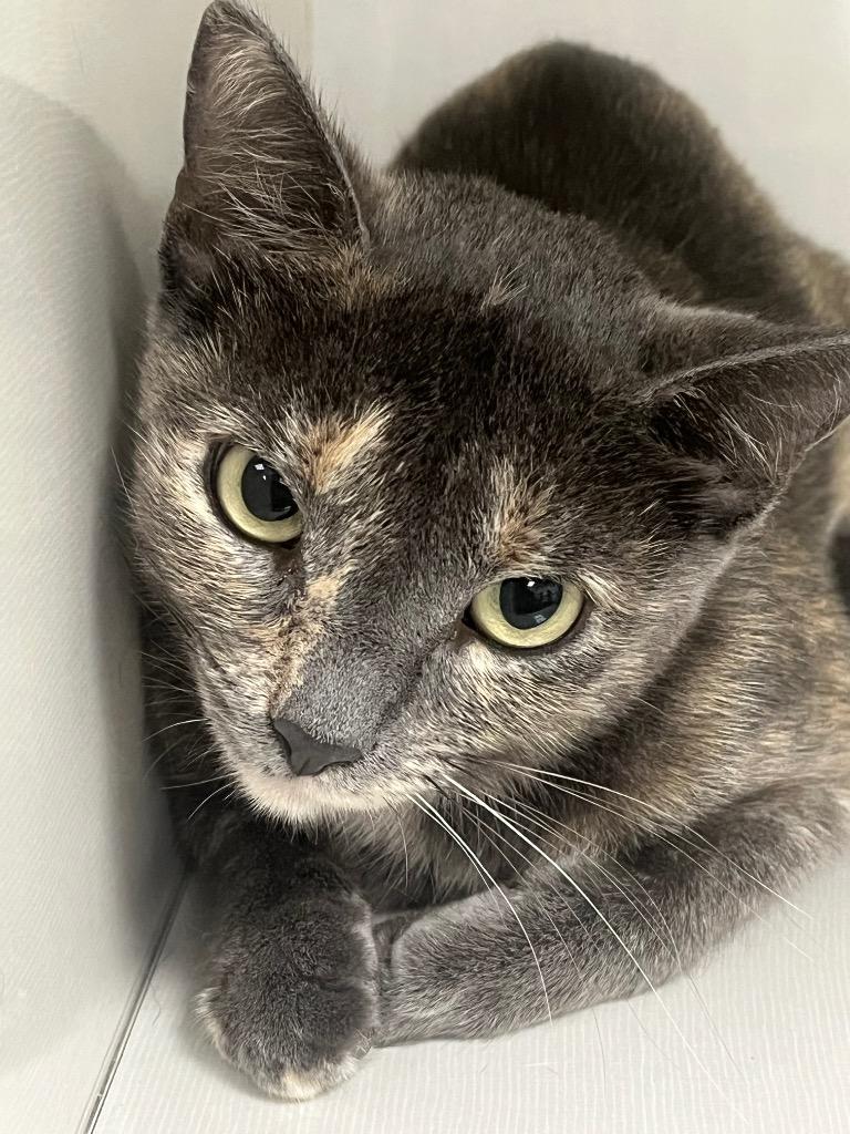 Enlarge Ursula, a Adoptable mixed breed in Corpus Christi, TX image 1/2