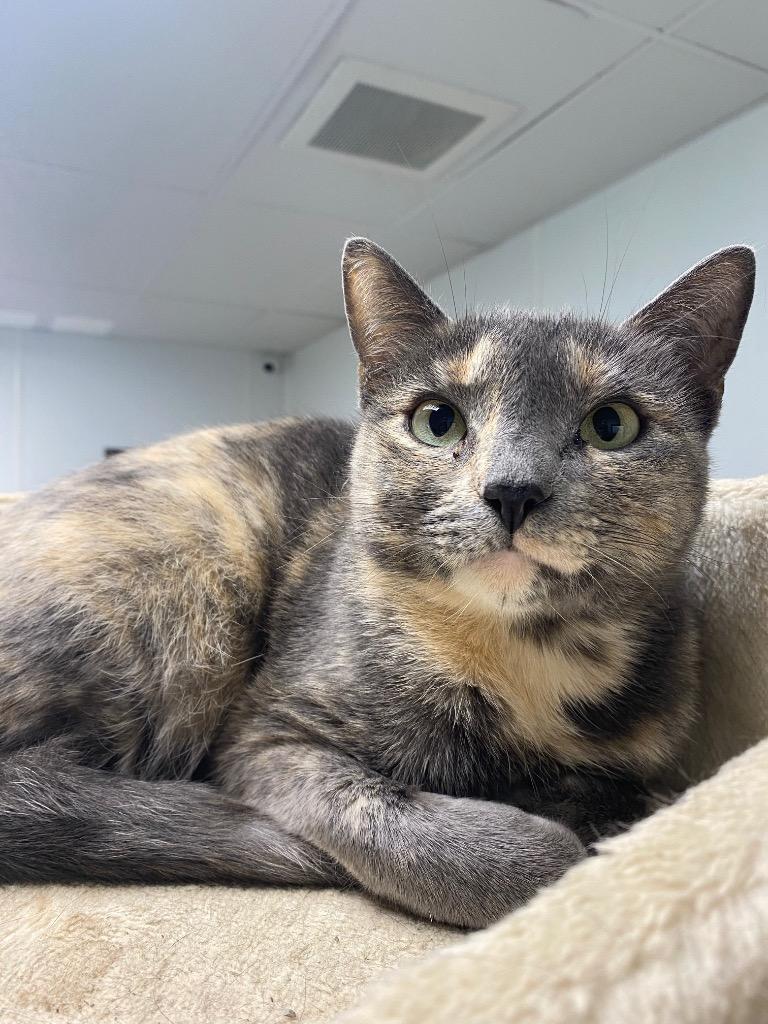Enlarge Ursula, a Adoptable mixed breed in Corpus Christi, TX image 2/2