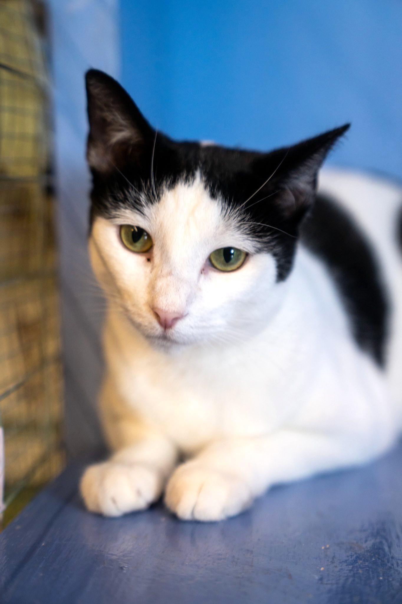 December, a Adoptable Domestic Short Hair in Savannah, GA image 1/5
