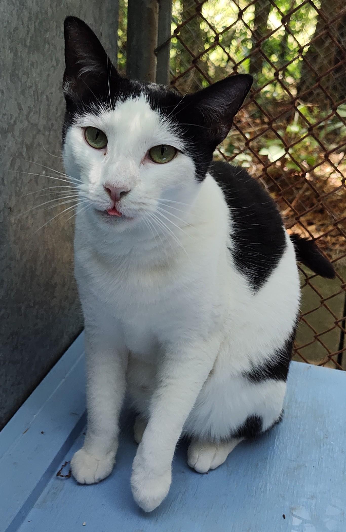 December, Adoptable, Young Female Domestic Short Hair.