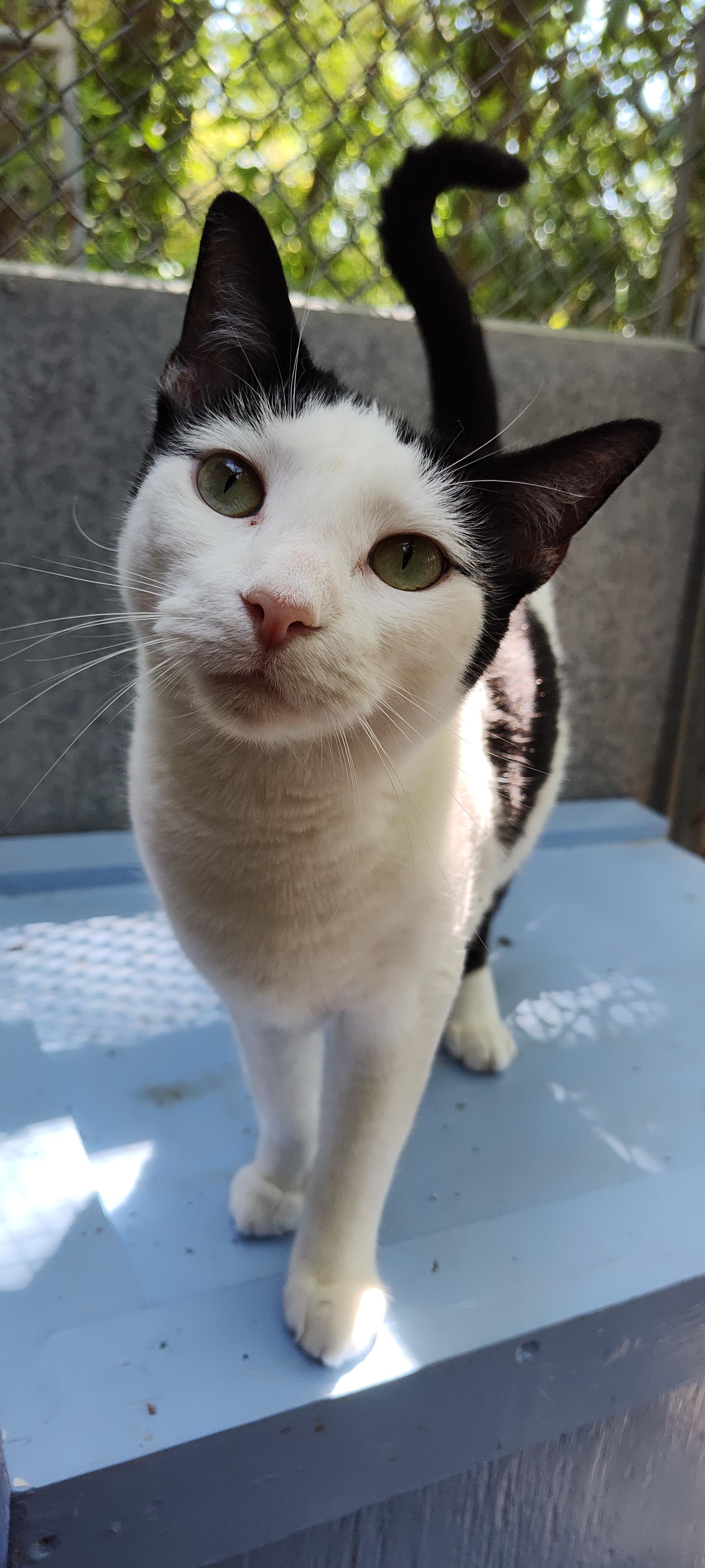 Enlarge December, a Adoptable Domestic Short Hair in Savannah, GA image 2/5