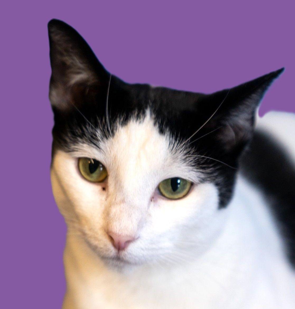 December, a Adoptable Domestic Short Hair in Savannah, GA image 4/5