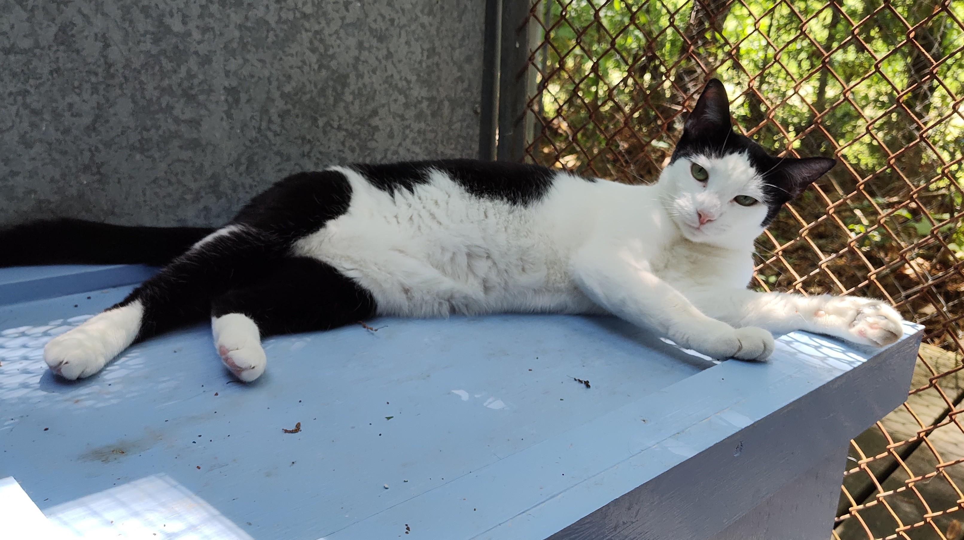 December, a Adoptable Domestic Short Hair in Savannah, GA image 5/5