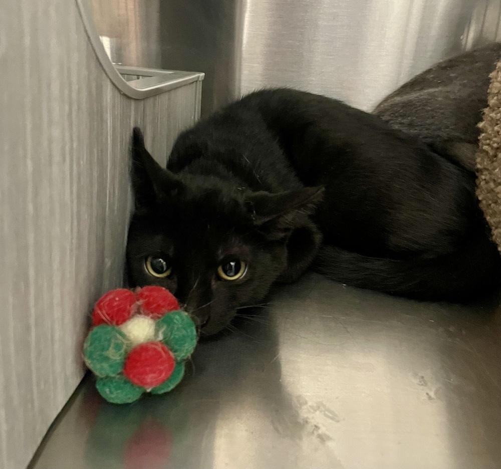 Enlarge Jaycie, a Adoptable Domestic Short Hair in Orlando, FL image 1/3