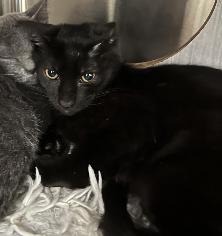 Enlarge Jaycie, a Adoptable Domestic Short Hair in Orlando, FL image 2/3