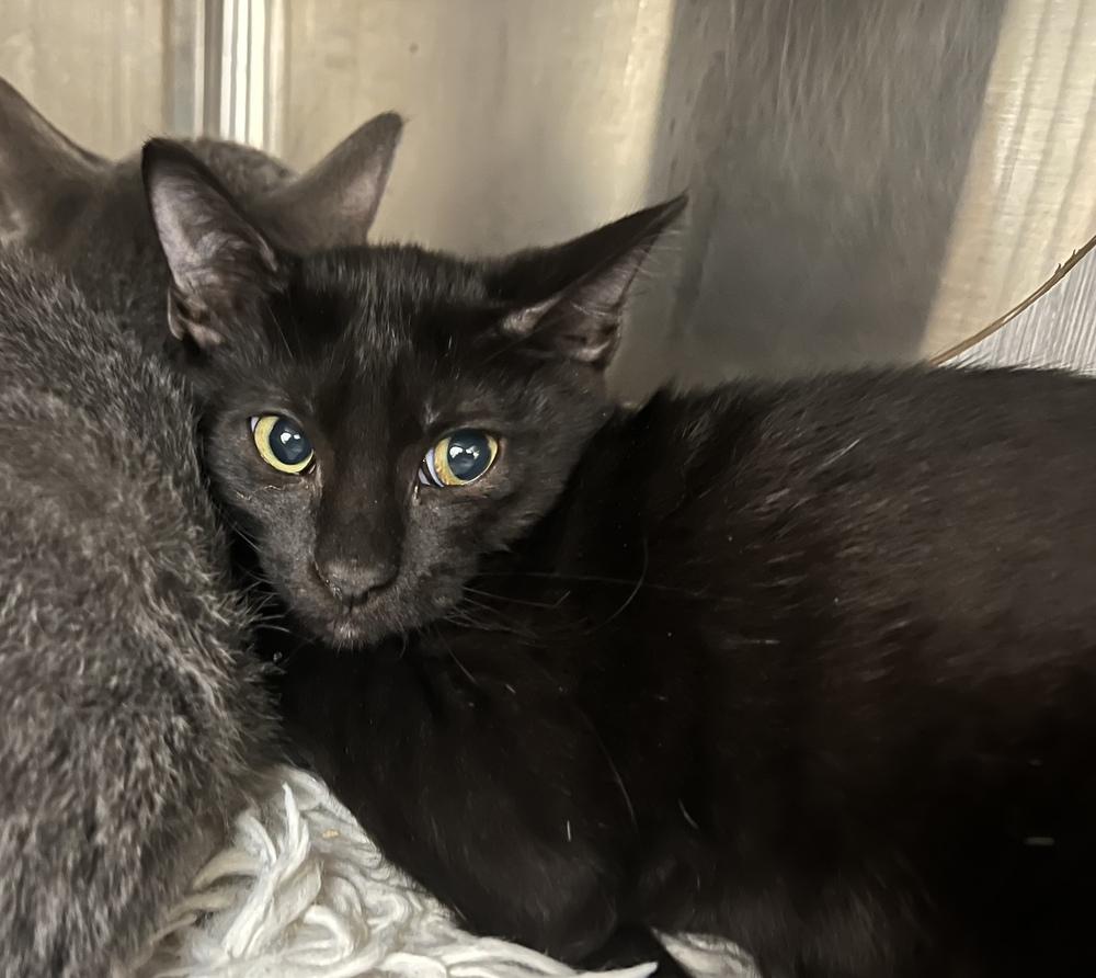 Enlarge Jaycie, a Adoptable Domestic Short Hair in Orlando, FL image 3/3