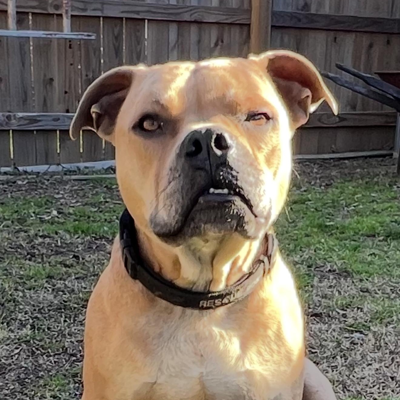 Corky, Adoptable, Adult Male Pit Bull Terrier.