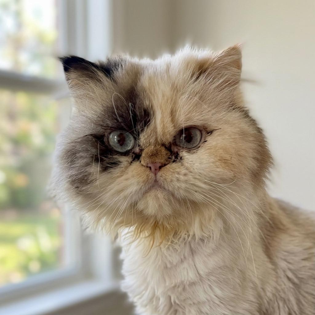FOONGI - GORGEOUS PERSIAN PRINCESS!, an adopted Persian in Danbury, CT image 1/2