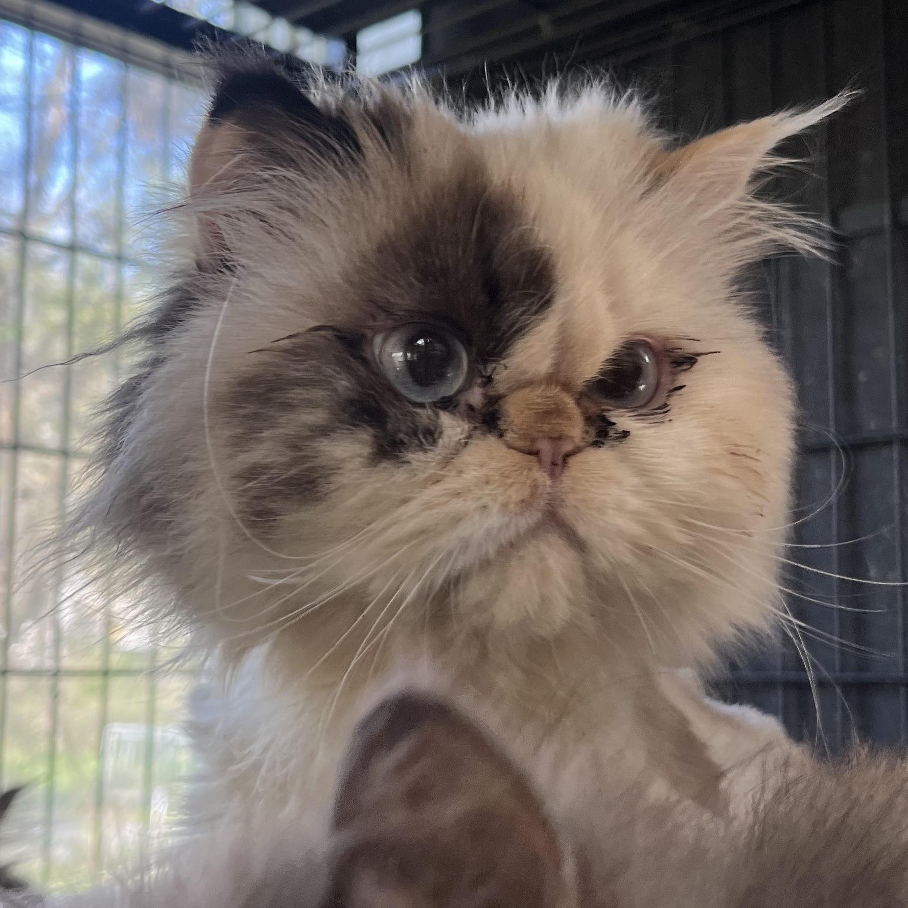 FOONGI - GORGEOUS PERSIAN PRINCESS!, an adopted Persian in Danbury, CT image 2/2
