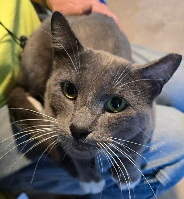 Enlarge Sterling, a Adopted Domestic Short Hair in Phoenix, AZ image 1/3