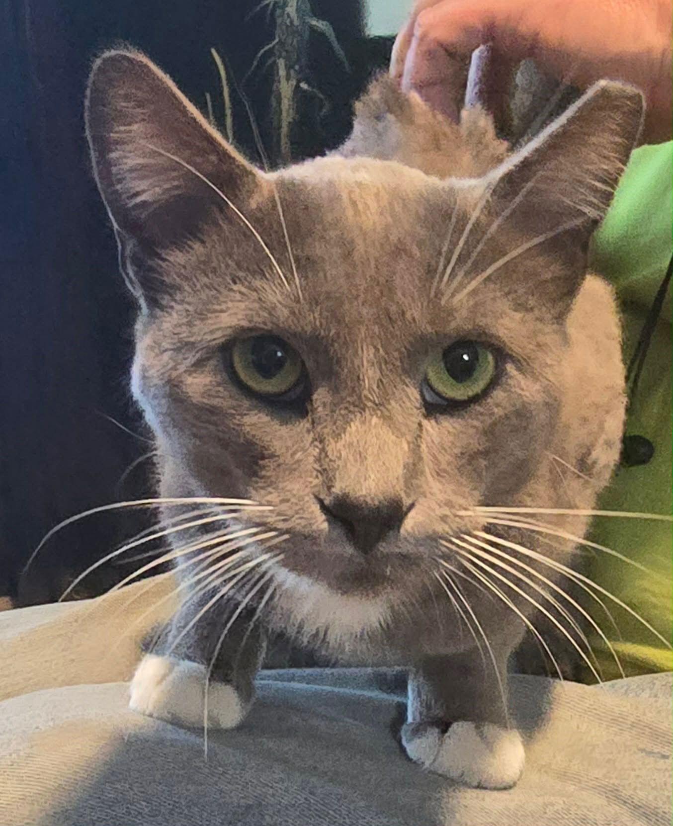 Enlarge Sterling, a Adopted Domestic Short Hair in Phoenix, AZ image 2/3