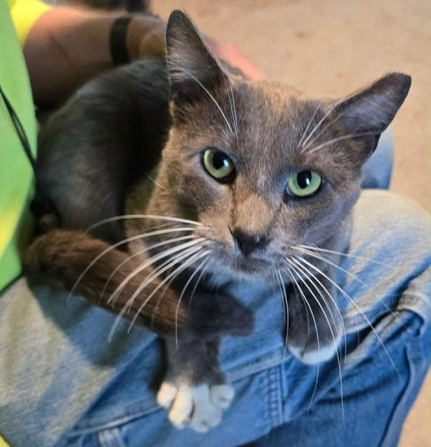 Enlarge Sterling, a Adopted Domestic Short Hair in Phoenix, AZ image 3/3