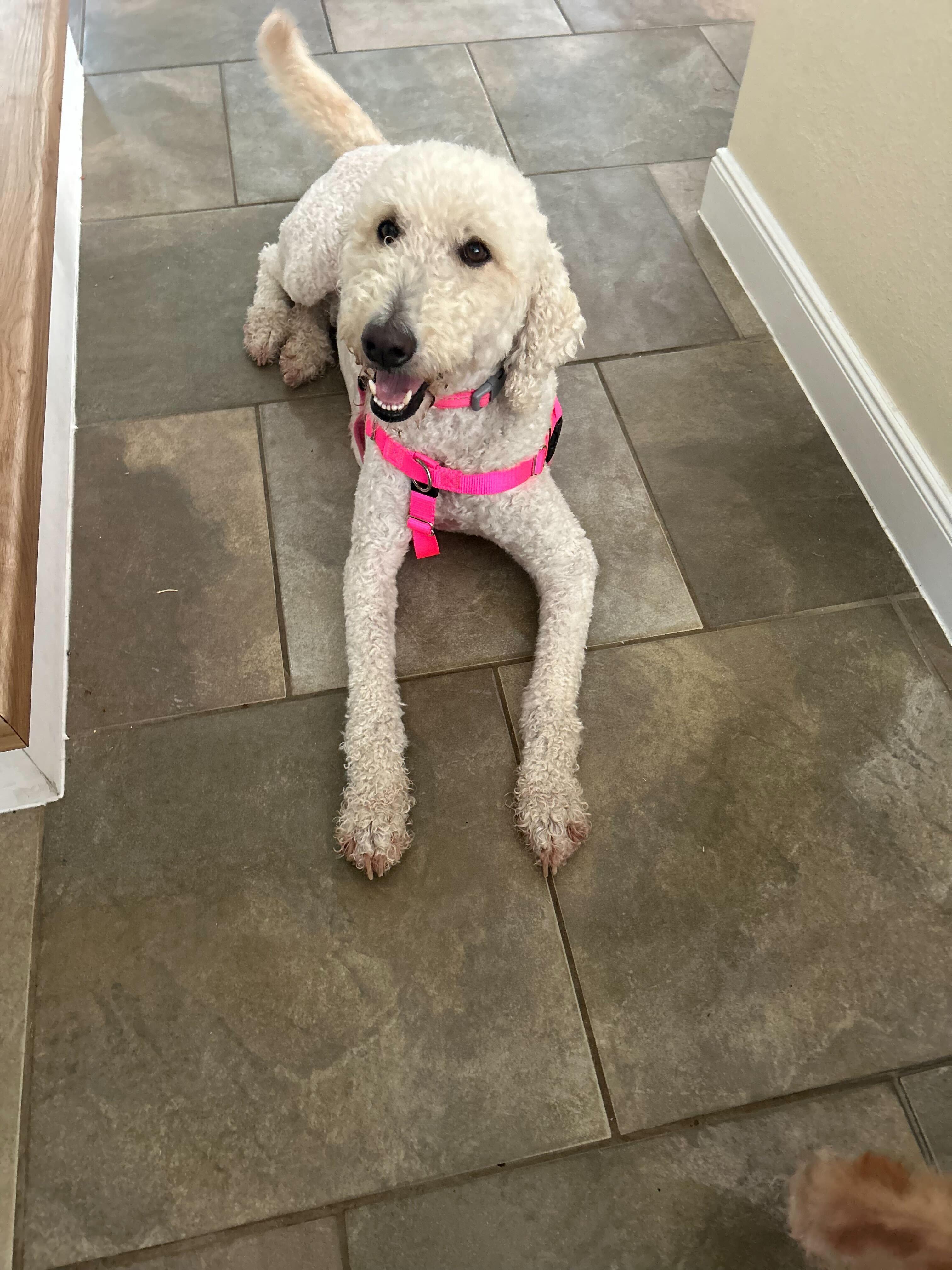 Milady (bonded w/Beau)