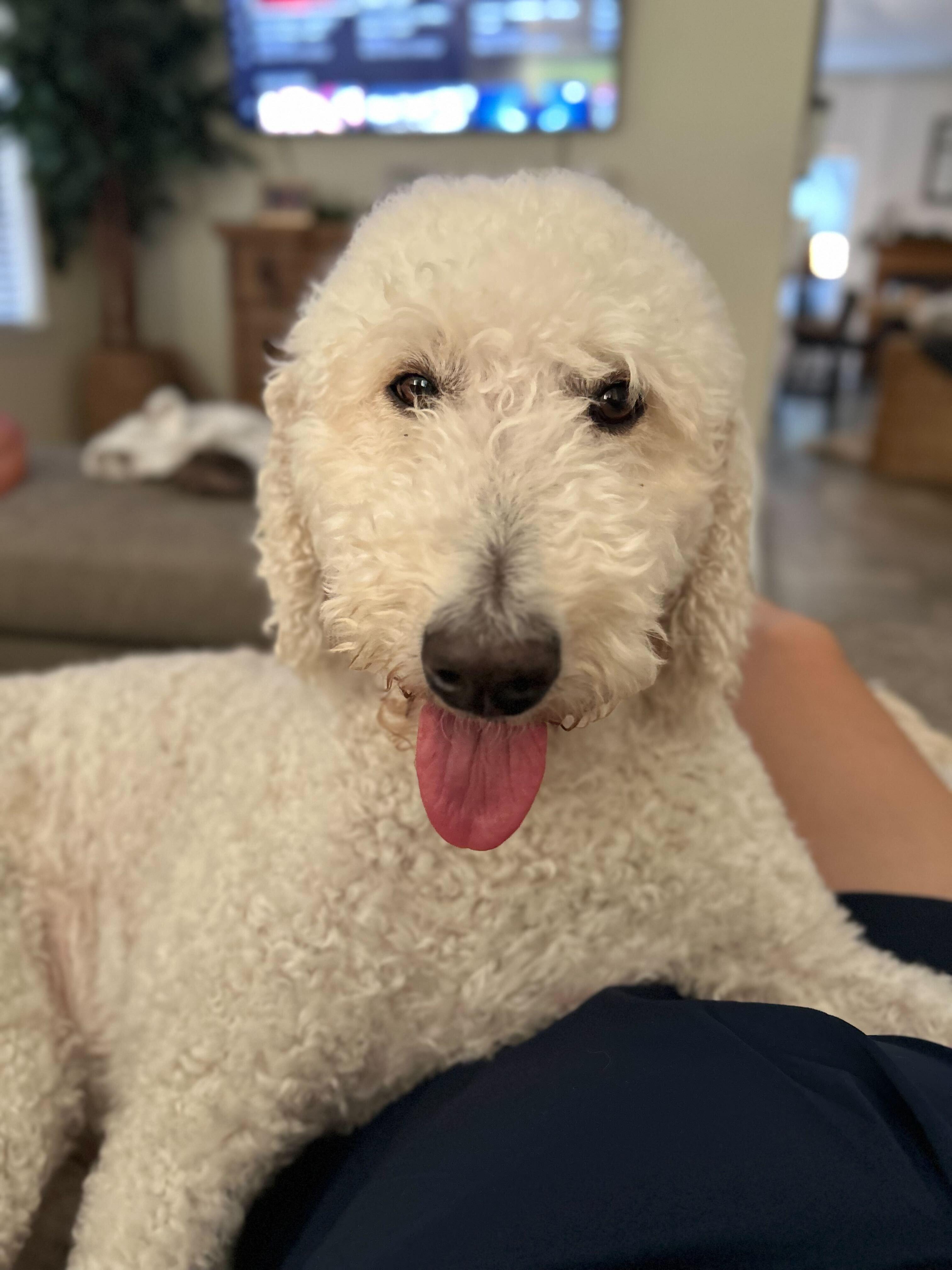 Milady (bonded w/Beau)