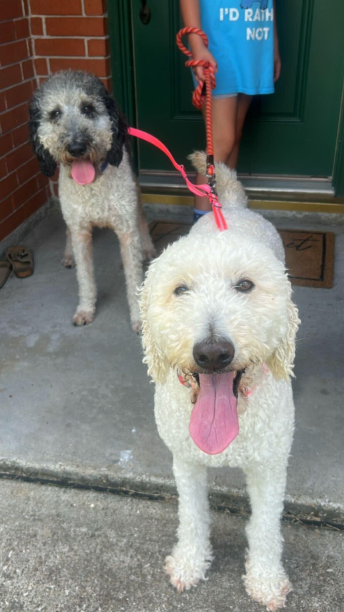 Milady (bonded w/Beau)