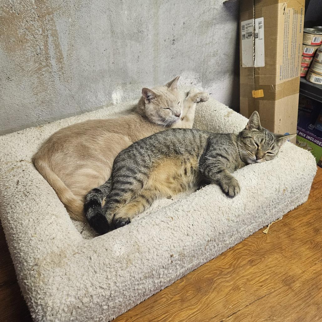 Big Red, Adoptable, Young Male Domestic Short Hair.