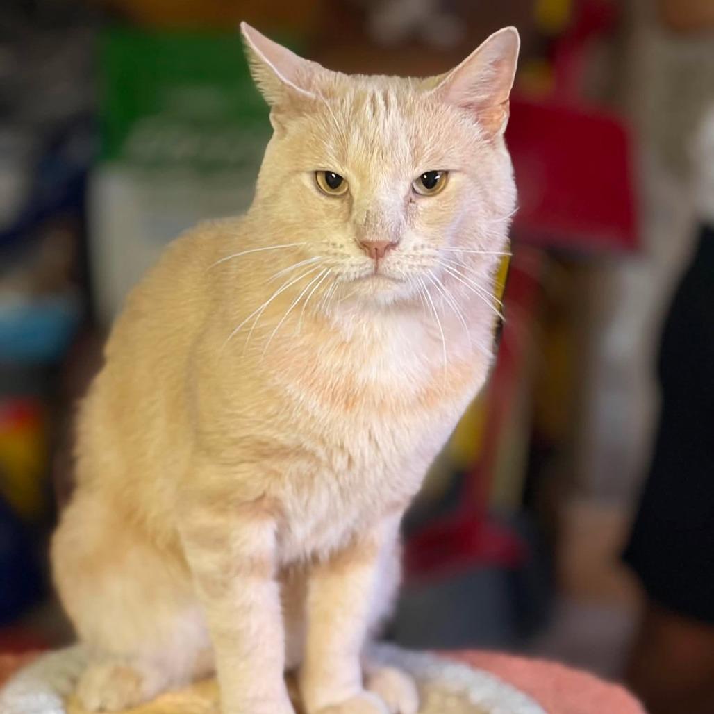 Enlarge Big Red, a Adoptable Domestic Short Hair in Philadelphia, PA image 2/3