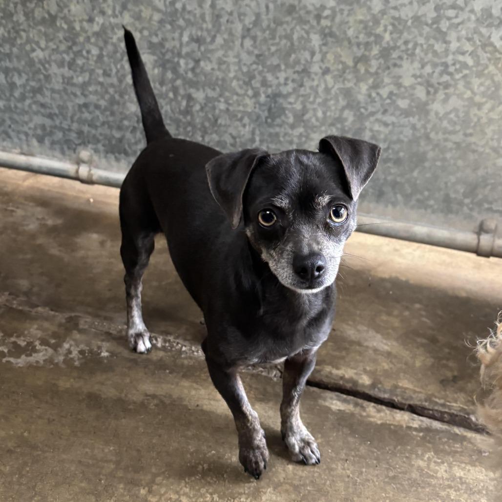 Enlarge Negra, a Adoptable Chihuahua in Sonoma, CA image 1/1