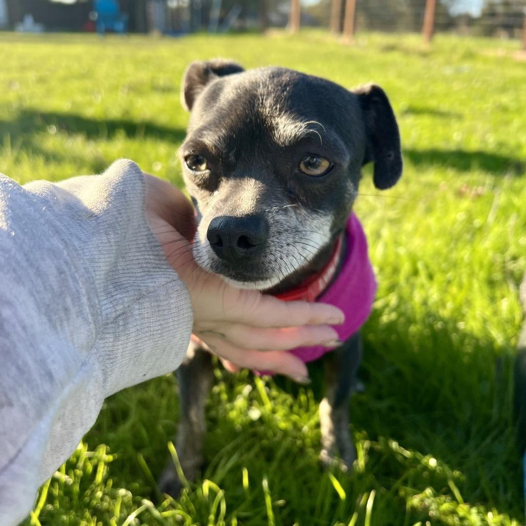 Negra, Adoptable, Adult Female Chihuahua.