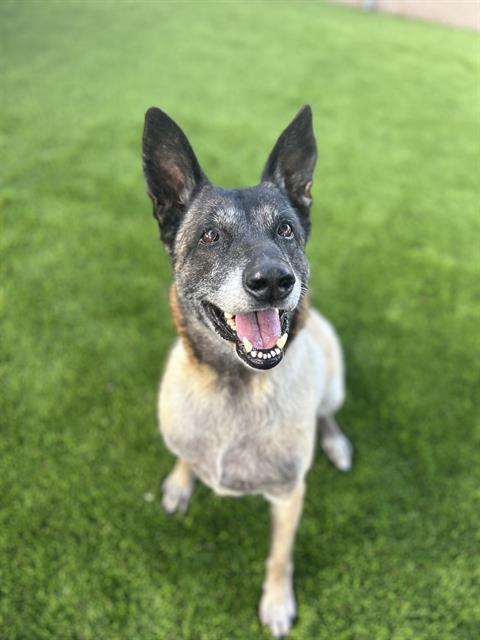 Enlarge MATCHA, a Adoptable German Shepherd Dog in Chula Vista, CA image 1/1